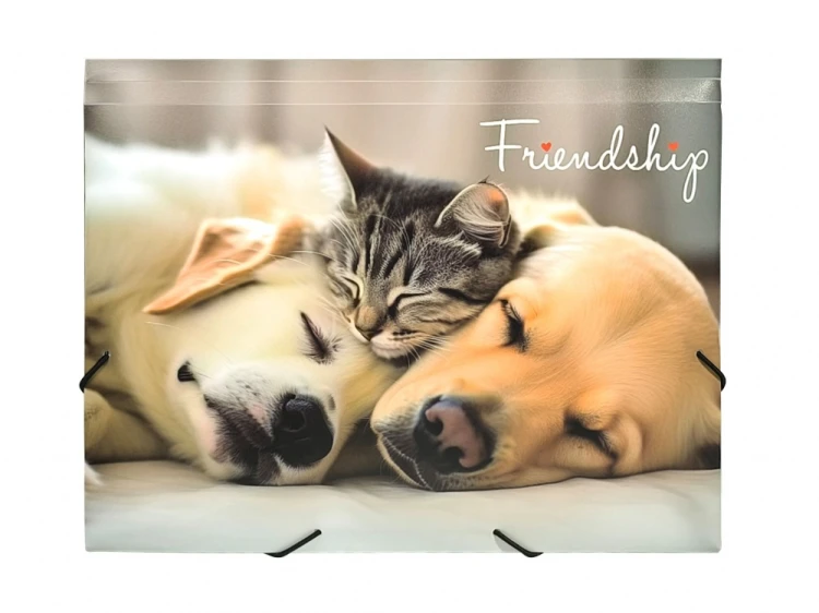 TECZKA A4 NA GUMKĘ Z NADRUKIEM - FRIENDSHIP